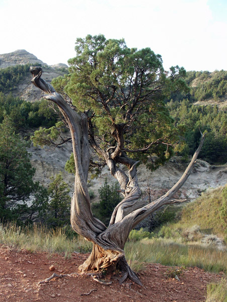 Theodore Roosevelt National Park