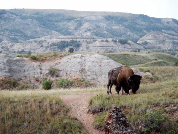 American Bison, Theodore Roosevelt National Park