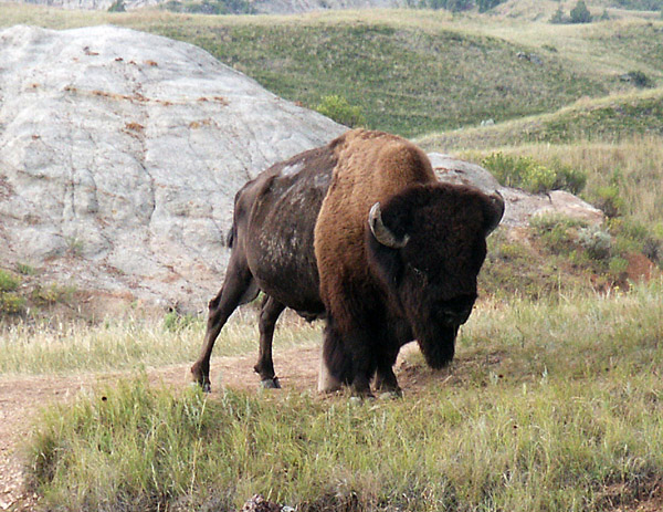 American Bison, Theodore Roosevelt National Park