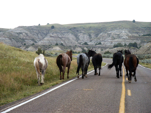 Wild horses in the road, Theodore Roosevelt National Park