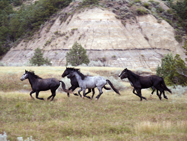 Wild horses running free, Theodore Roosevelt National Park