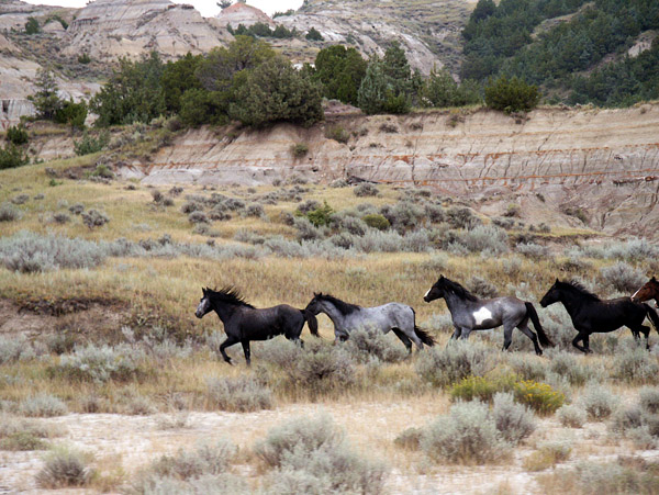 Stampede of wild horses, Theodore Roosevelt National Park