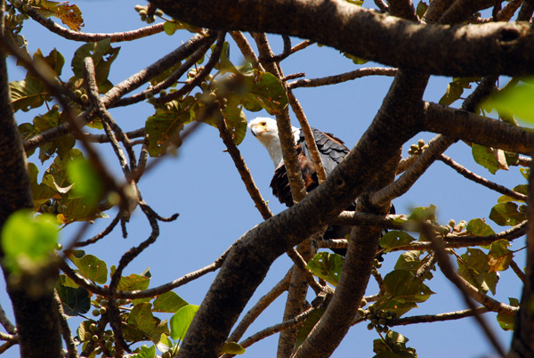 African fish eagle in a tree at the Ghion Hotel