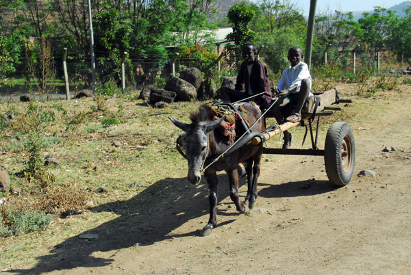 Two young boys driving a mule cart