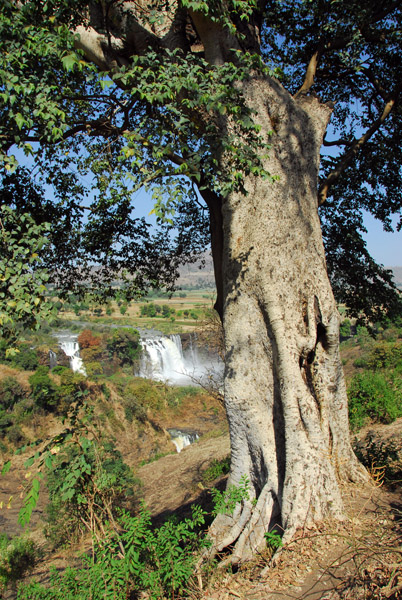 Tree with Blue Nile Falls