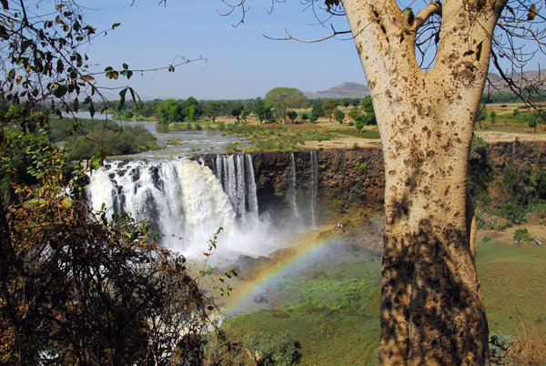 Blue Nile Falls with tree and rainbow