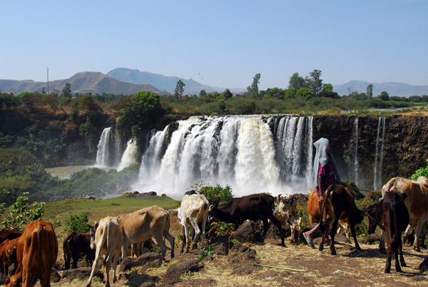 Cattle with the Blue Nile Falls