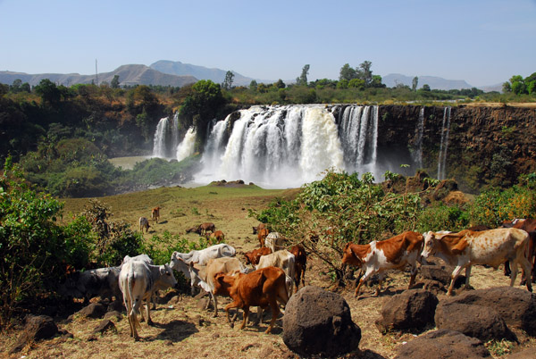 Hiking with the cows to the base of the Blue Nile Falls