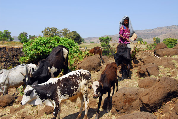 Herder with cattle, Blue Nile Falls