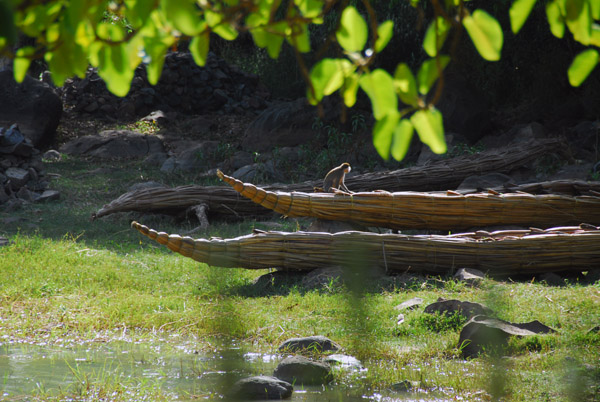 Monkies playing around on reed boats, Zege Peninsula