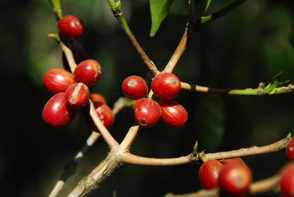 Coffee beans, Zege Peninsula, Lake Tana