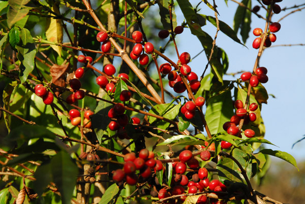 Coffee beans, Lake Tana, Ethiopia