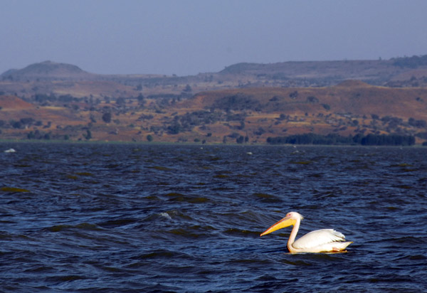 Great White Pelican, Lake Tana