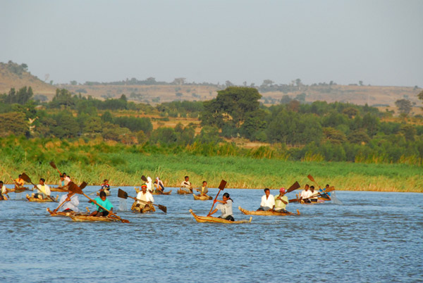 Procession of reed boats near the mouth of the Blue Nile