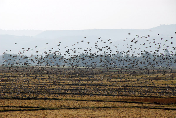Giant flock of birds lifting off from a field