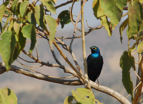 Greater Blue-eared Glossy Starling, Ethiopia