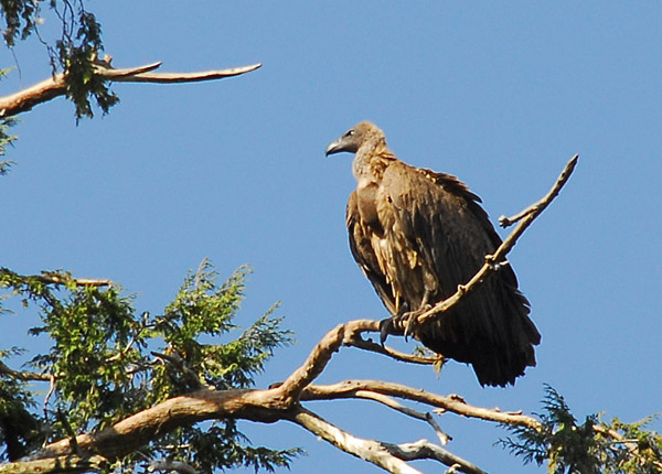 White-backed Vulture, Gondar
