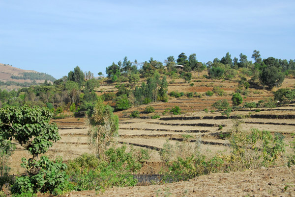 Terraced fields along the road north of Gondar