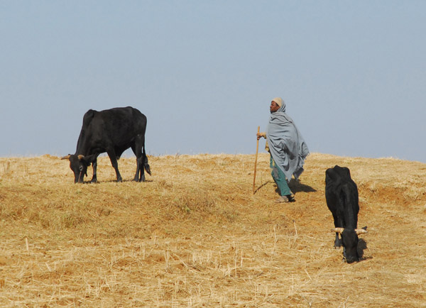 Ethiopian man with cattle