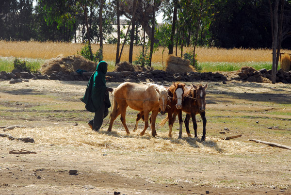 Farmer threshing grain with a team of 3 horses