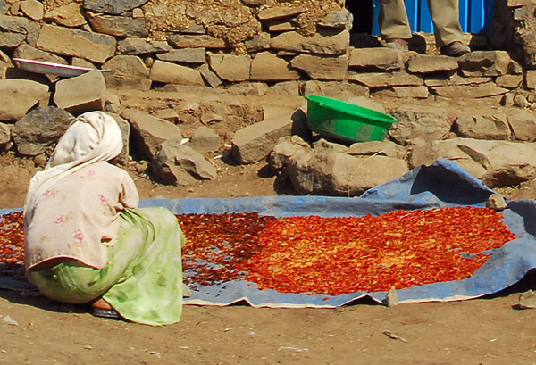 Drying peri peri chiles in the sun