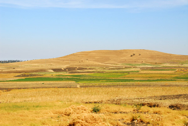 Fields of grain, Ethiopian highlands