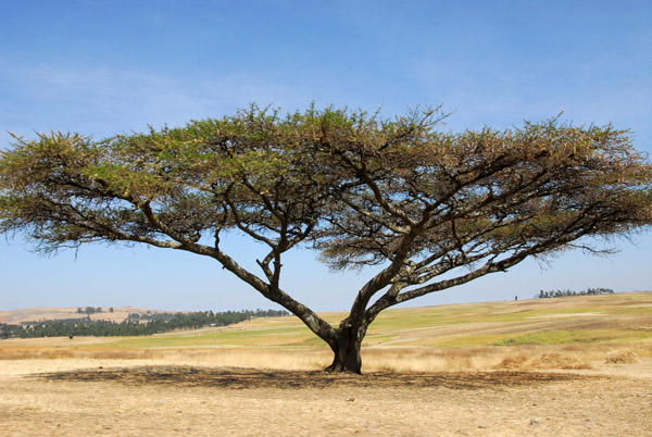 East African looking tree, Ethiopian highlands