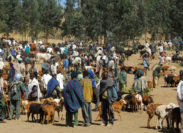 Livestock market on the outskirts of Debark