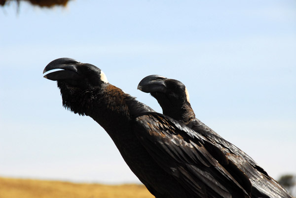 Thick-billed Raven, Simien Lodge