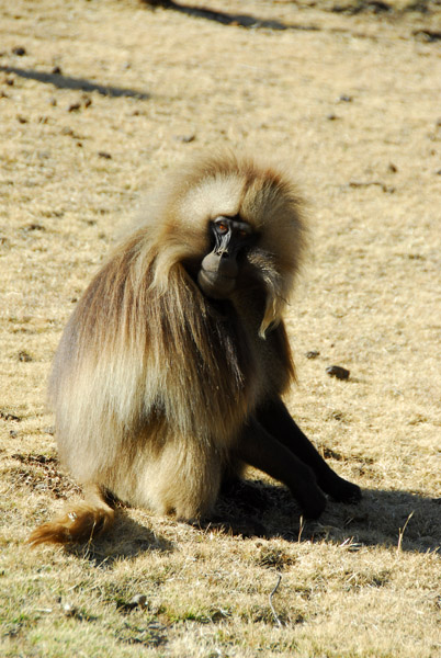 Male Gelada Baboon, Simien Mts