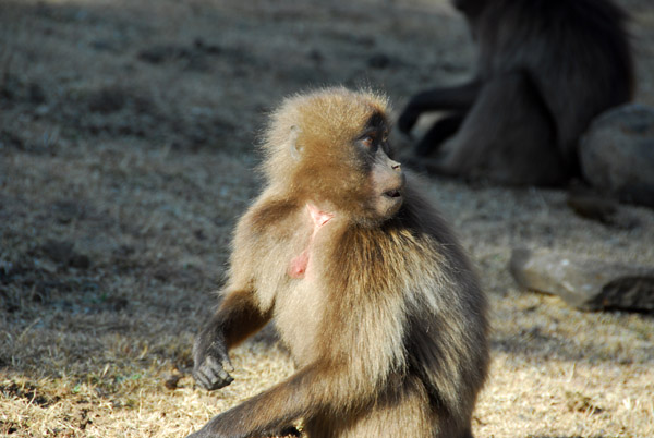 Although called baboons, the Gelada are actually monkies