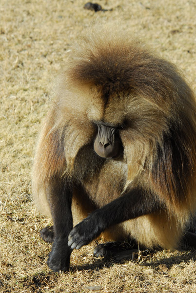 Researchers named one dominant male like this Chewbaca