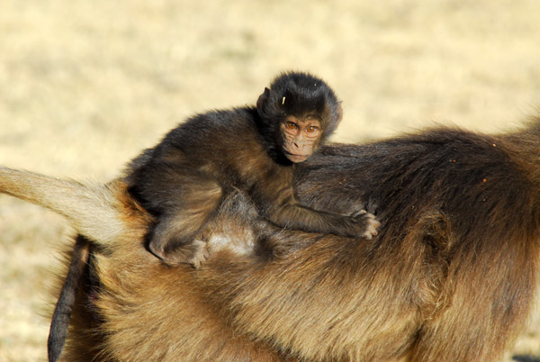 Gelada baby clinging on for the ride