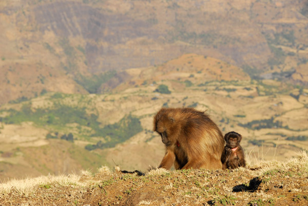 Mother and baby Gelada, Simien Mountains