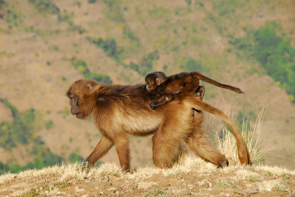 Mother and baby Gelada, Simien Mountains