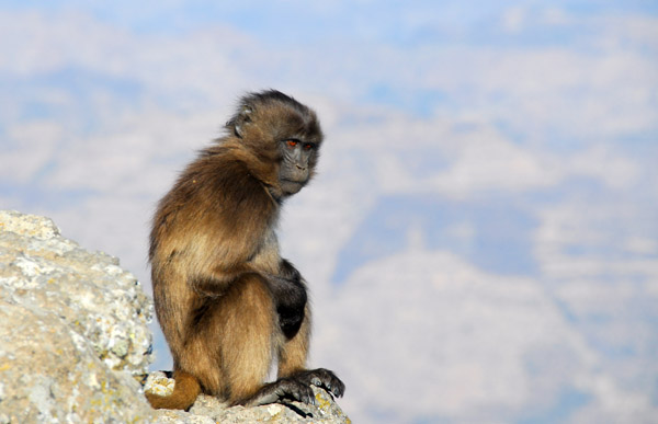 Young Gelada sitting on the edge of the cliff