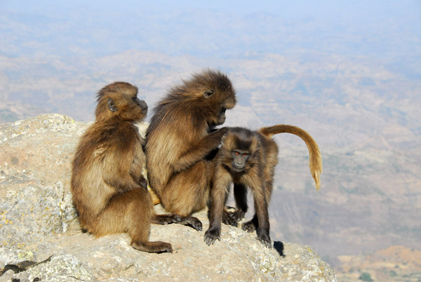 Gelada grooming, Simien Mountains National Park