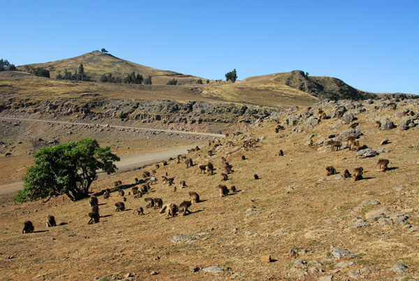 A large band of 100 or so Gelada with the park road, Simien Mountains