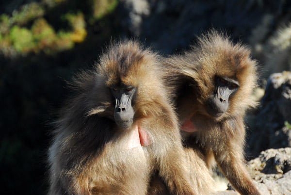 We soon encountered another large group of Gelada