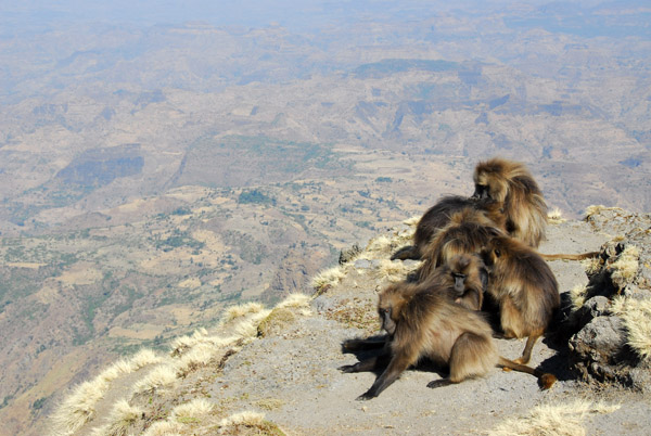 Gelada grooming near the edge