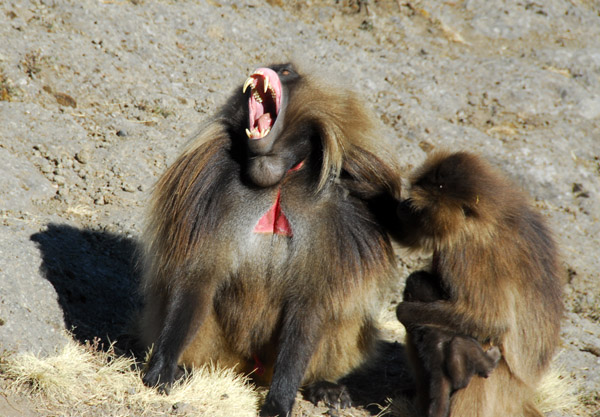 A large male Gelada yawning