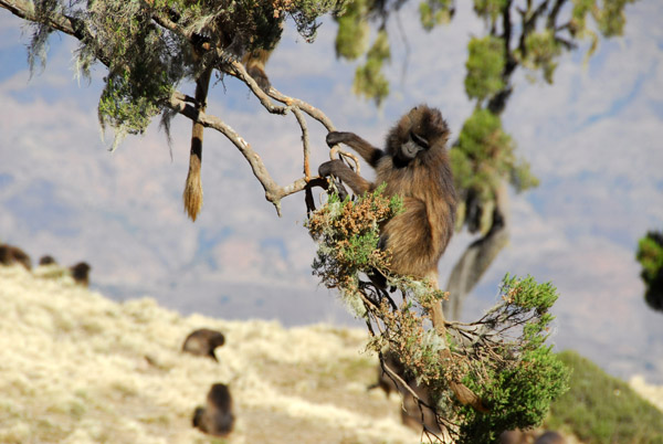 Uncommon sight - a Gelada in a tree