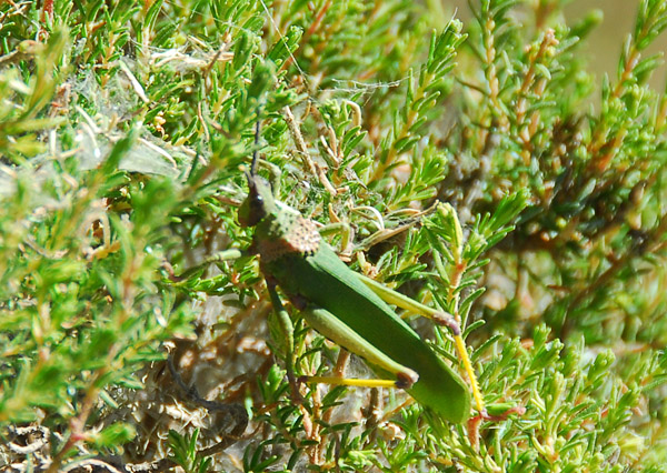 Grasshopper, Simien Mountains National Park