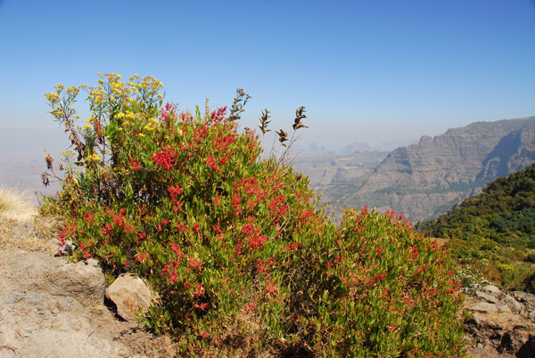 Red flowering bushes, Simien Mountains