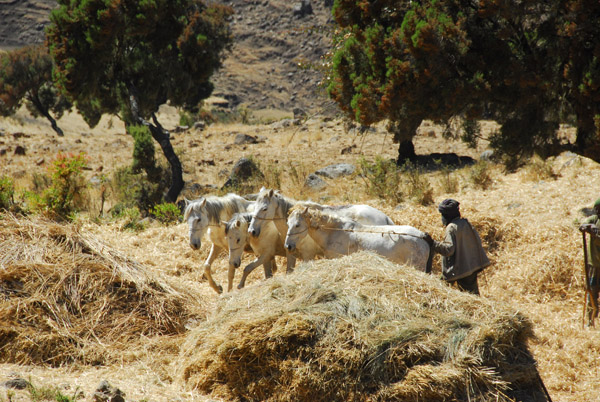 Threshing with a team of four white horses, Simien Mountains National Park