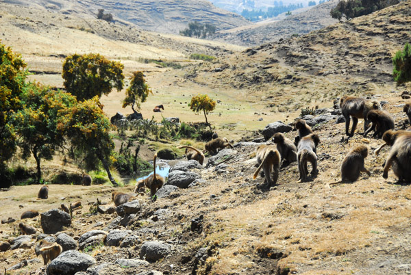 Gelada heading to a small stream in the valley we crossed