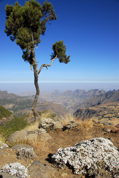 Tree on the escarpment, Chenek