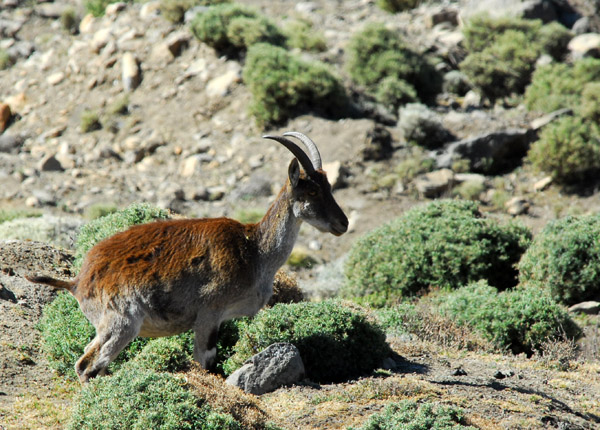 Walia Ibex, an Ethiopian endemic of which only several hundred remain