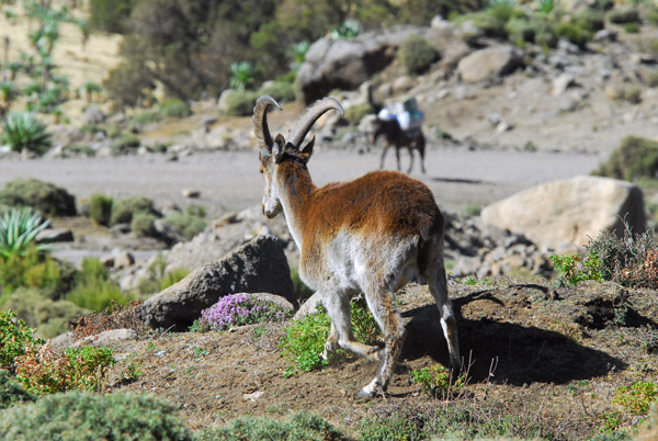 Walia Ibex near the Chenek campsite, Simien Mountains National Park