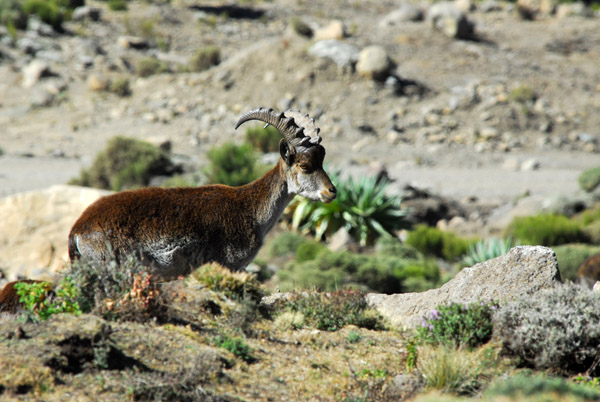 Walia Ibex habitat ranges from 2500 to 4500m